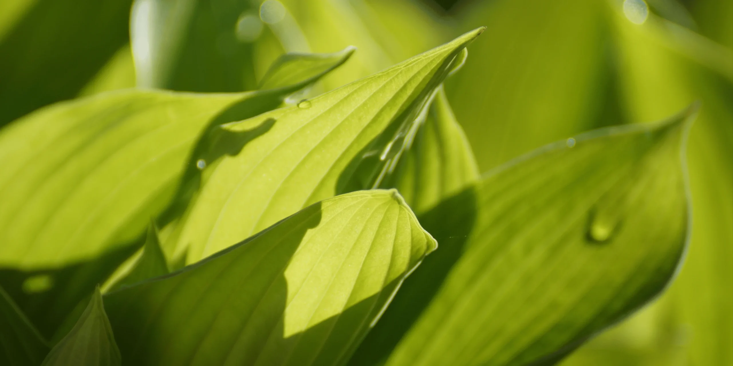 cuidar-la-tierra-grupo-naturesa