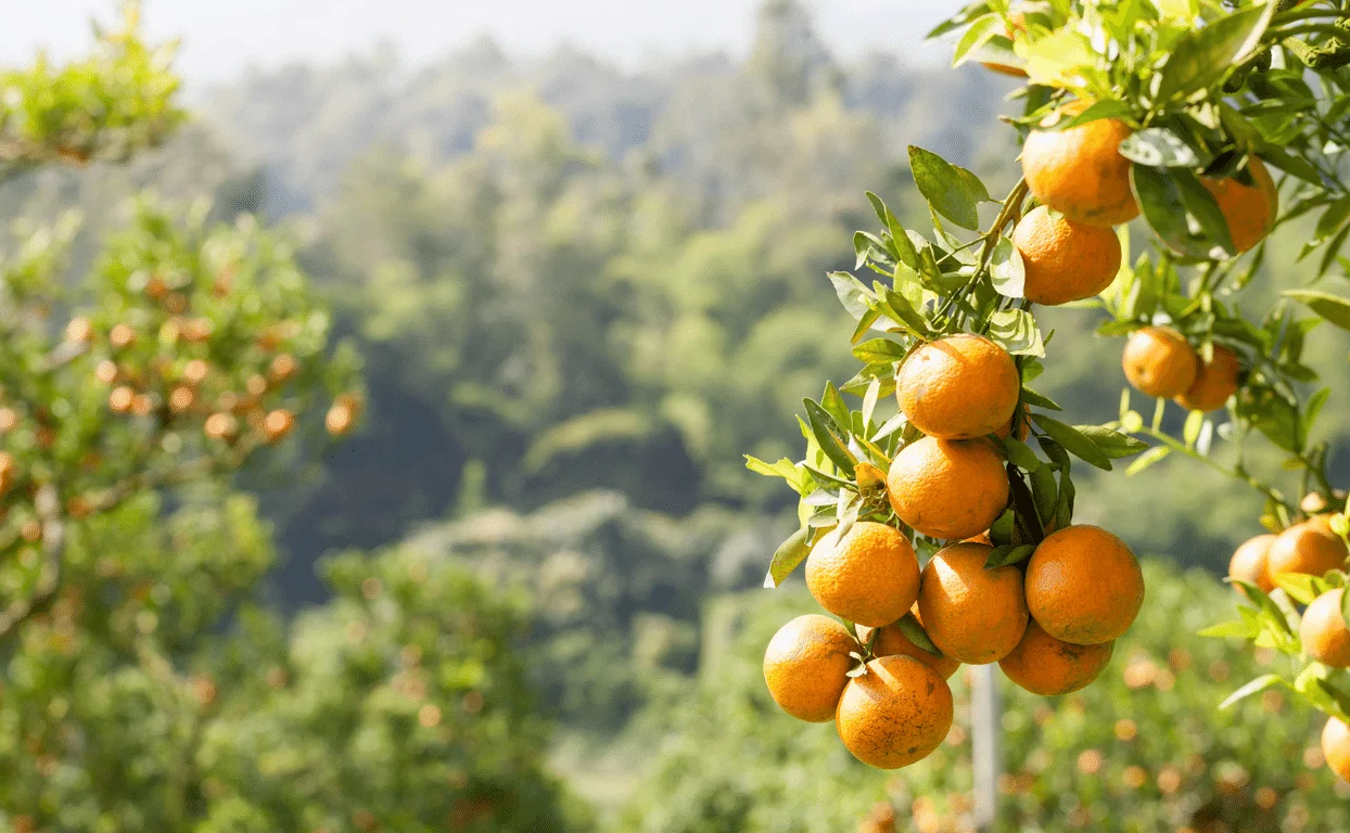 Salustiana-foto-nuestros-cítricos-Grupo-Naturesa