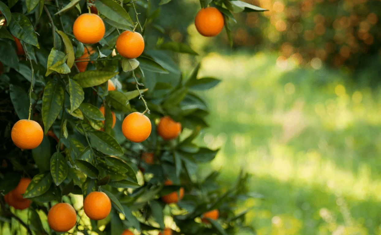 lare-late-foto-grupo-Naturesa